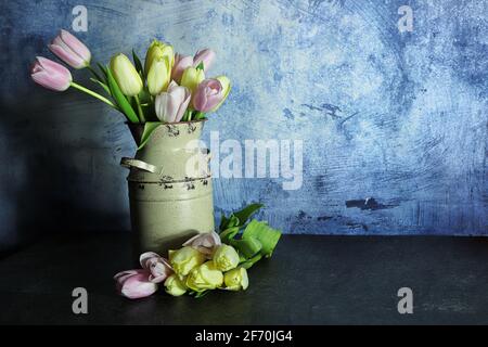Easter Tulips in a pastel cream can with blue background Stock Photo