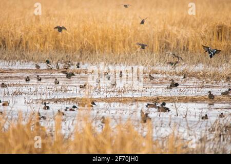 A mixed flock of ducks lands and loafs in a pothole in the prairies of South Dakota.  Mallards, shovelers, teal, wigeons, and gadwalls are present. Stock Photo