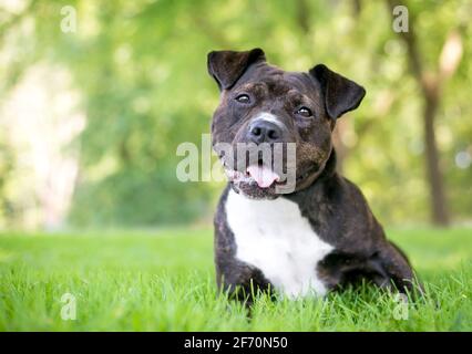A brindle and white Staffordshire Bull Terrier mixed breed dog lying in the grass and listening with a head tilt Stock Photo