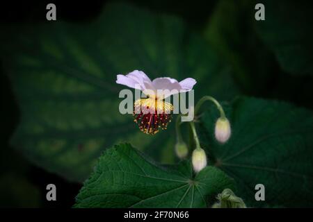African hemp (Sparrmannia africana) flower. Stock Photo