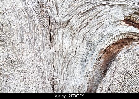 detail of an olive tree trunk Stock Photo