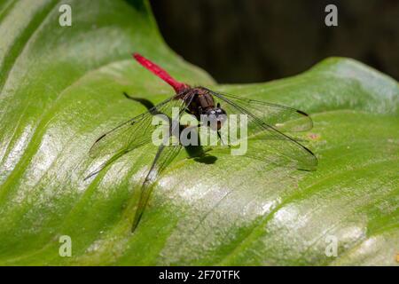 Dragon fly on a green leaf Stock Photo