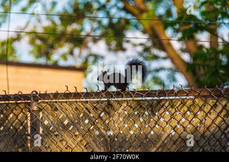 Squirrel on fence Stock Photo