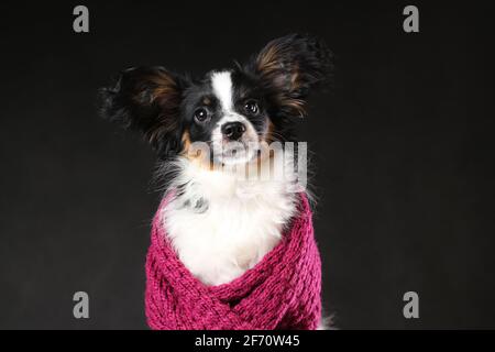 Portrait of cute puppy of papillon dog wrapped in scarf against black background Stock Photo