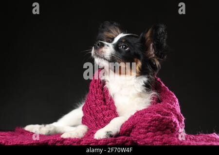 Portrait of cute puppy of papillon dog wrapped in scarf lying down against black background Stock Photo