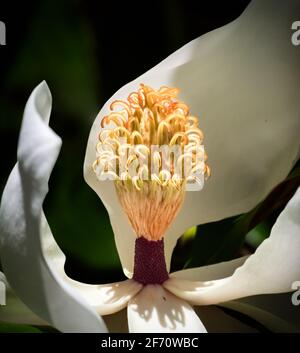 Highlight and shadows details close up white magnolia flower with dark green blurred background Stock Photo