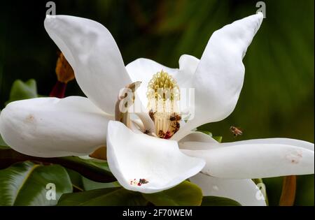 white magnolia flower and bees closeup against a dark green blurred background Stock Photo