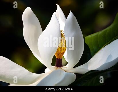 White magnolia flower closeup with dark green blurred background Stock Photo