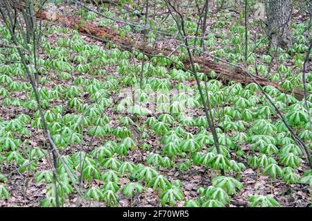 Mayapple plants growing along the Appalachian Trail in Virginia Stock Photo