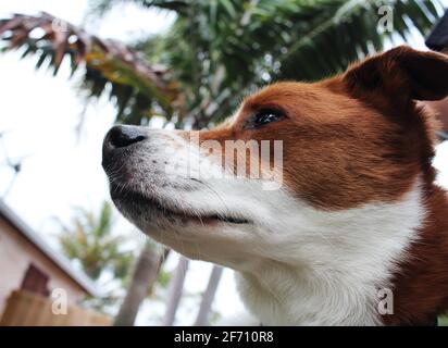 Border Collie Terrier Mix Stock Photo
