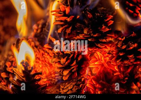 Unusual campfire of pine cones at night in the forest. Taiga. Summer. Stock Photo