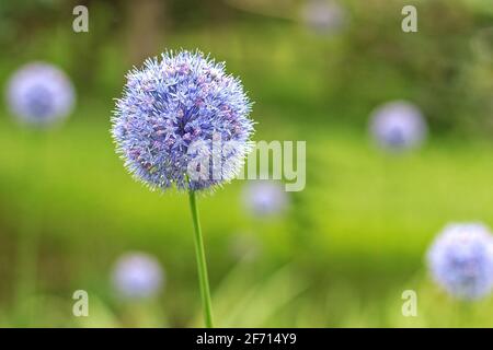 Royal caeruleum allium. Blue flower of globular shape, flowers in summer in city park. Decorative bulbous perennial plant. Stock Photo