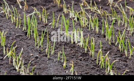 Young sprouts of wheat, growing grain crops in the field Stock Photo