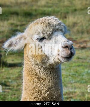 portrait of baby Alpaca, Glen Waverley Alpaca Farm, Glen Innes, Northern Tablelands, New England region, New South Wales, Australia Stock Photo