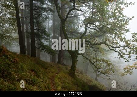 Fallen leaves add color to autumn in the forest. Otzarreta Forest, Gorbea Natural Park, Bizkaia, Spain Stock Photo