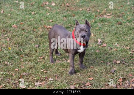 Sad american bully puppy is standing in the autumn park. Seven month old. Pet animals. Purebred dog. Stock Photo