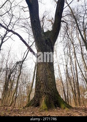 Large old oak tree close up growing in the forest Stock Photo