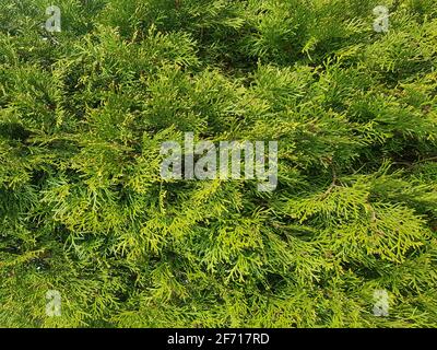 Background of thuja branches. Texture of thuja branches Stock Photo