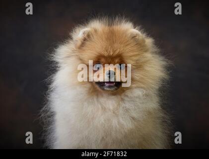 portrait of miniature pomeranian spitz puppy