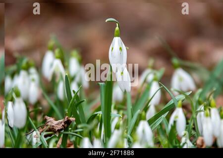 Spring snowdrop flowers blooming in the forest Stock Photo