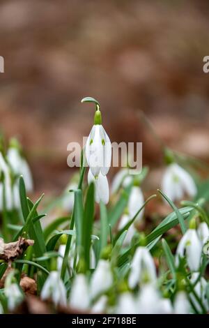 Spring snowdrop flowers blooming in the forest Stock Photo