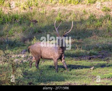 A Sambar Deer foraging in an open patch of Nagarhole National Park (Karnataka, India) Stock Photo