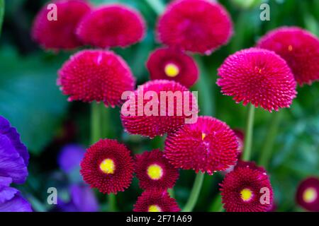 Red Daisy Seeds Bellis perennis Common Daisy in spring Stock Photo