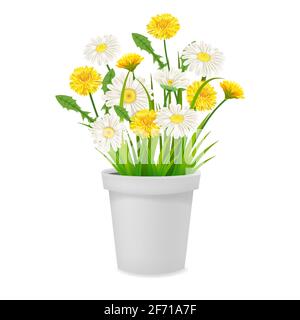 Daisy and dandelions blossom in flowerpot, spring flowers. Realistic vector illustration Stock Vector