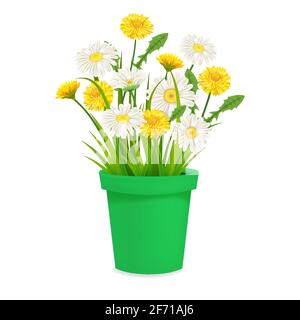 Daisy and dandelions blossom in green flowerpot, spring flowers. Realistic vector illustration Stock Vector