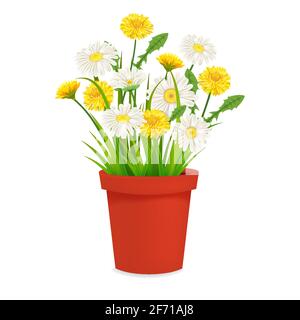 Daisy and dandelions blossom in red flowerpot, spring flowers. Realistic vector illustration Stock Vector