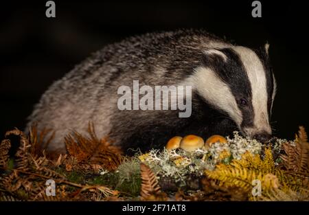 Badger, Scientific name: Meles Meles. Wild, native, European  badger  foraging in Autumn, with toadstools and golden ferns. Night time image.  Facing Stock Photo