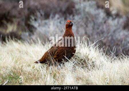 Red Grouse male, Scientific name: Lagopus Lagopus.  Stood in natural Grousemoor habitat in Springtime.  Facing right.  Flared red eyebrows.  Horizonta Stock Photo