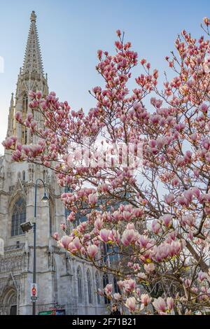 Neogothic curch in Vienna (Votive Church) and pink magnolia tree in full bloom. Stock Photo