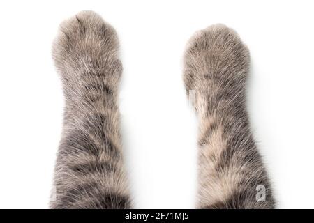 Cat best sale paws white