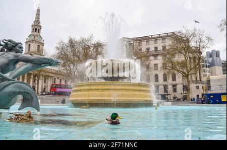 Ducks swim in the fountain at Trafalgar Square, London, UK. Stock Photo