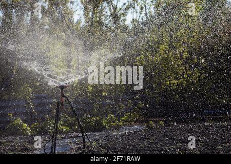 Automatic Sprinkler irrigation system watering in the cotton farm Stock Photo