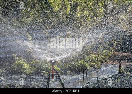 Automatic Sprinkler irrigation system watering in the cotton farm Stock Photo