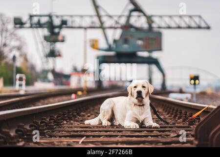 Portrait of a dog on railroad tracks. Labrador Retriever. Stock Photo