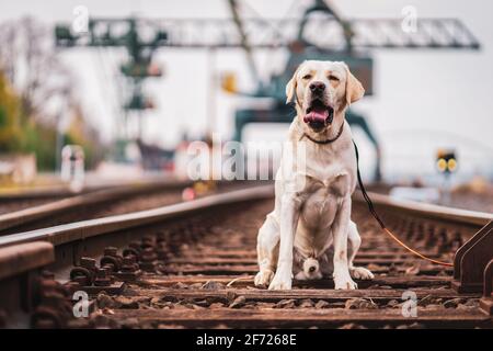 Portrait of a dog on railroad tracks. Labrador Retriever. Stock Photo