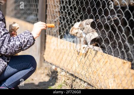 Little girl in children's farm feeding bunny's Stock Photo