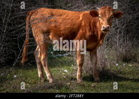 Young brown cow out in free range green pasture, peaceful rural scene, calf looking at camera. Brown calf walk on green meadow. It growing in free ran Stock Photo