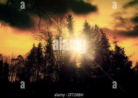 Fir wood at sunset in back light, with sun rays through the tree branches Stock Photo