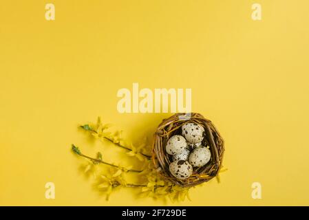 Colorful quail eggs in a bird's nest and a branch of yellow forsythia on a yellow background. Flat lying, top view. Easter concept. Stock Photo