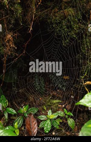 spiderweb after rain in the forest Stock Photo