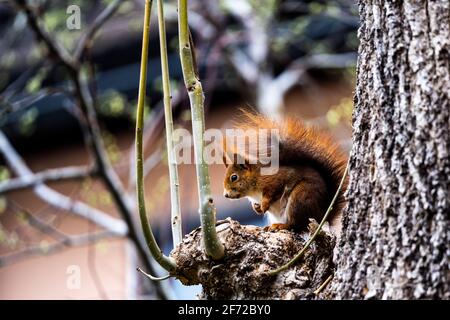 European red Squirrel sitting on a tree branch. Close up high quality photo Stock Photo