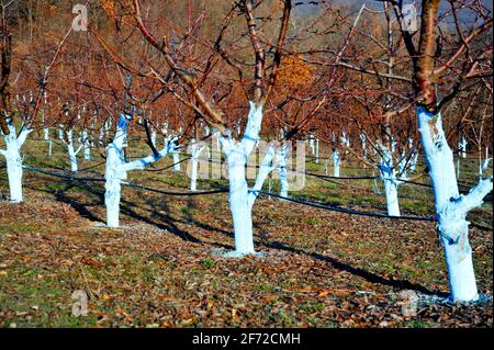 Cherry trees in march treated with Bordeaux mixture to combat mildew. Stock Photo