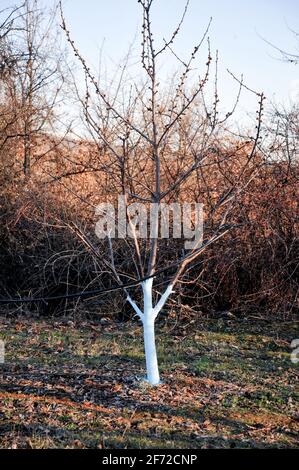 Cherry trees in march treated with Bordeaux mixture to combat mildew. Stock Photo