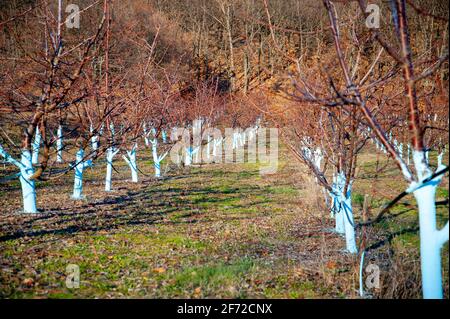 Cherry trees in march treated with Bordeaux mixture to combat mildew. Stock Photo