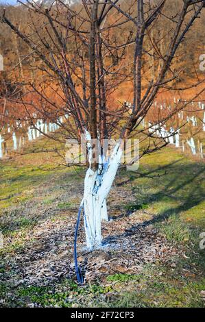 Cherry trees in march treated with Bordeaux mixture to combat mildew. Stock Photo