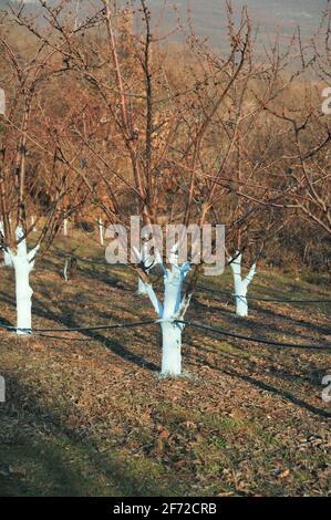 Cherry trees in march treated with Bordeaux mixture to combat mildew. Stock Photo